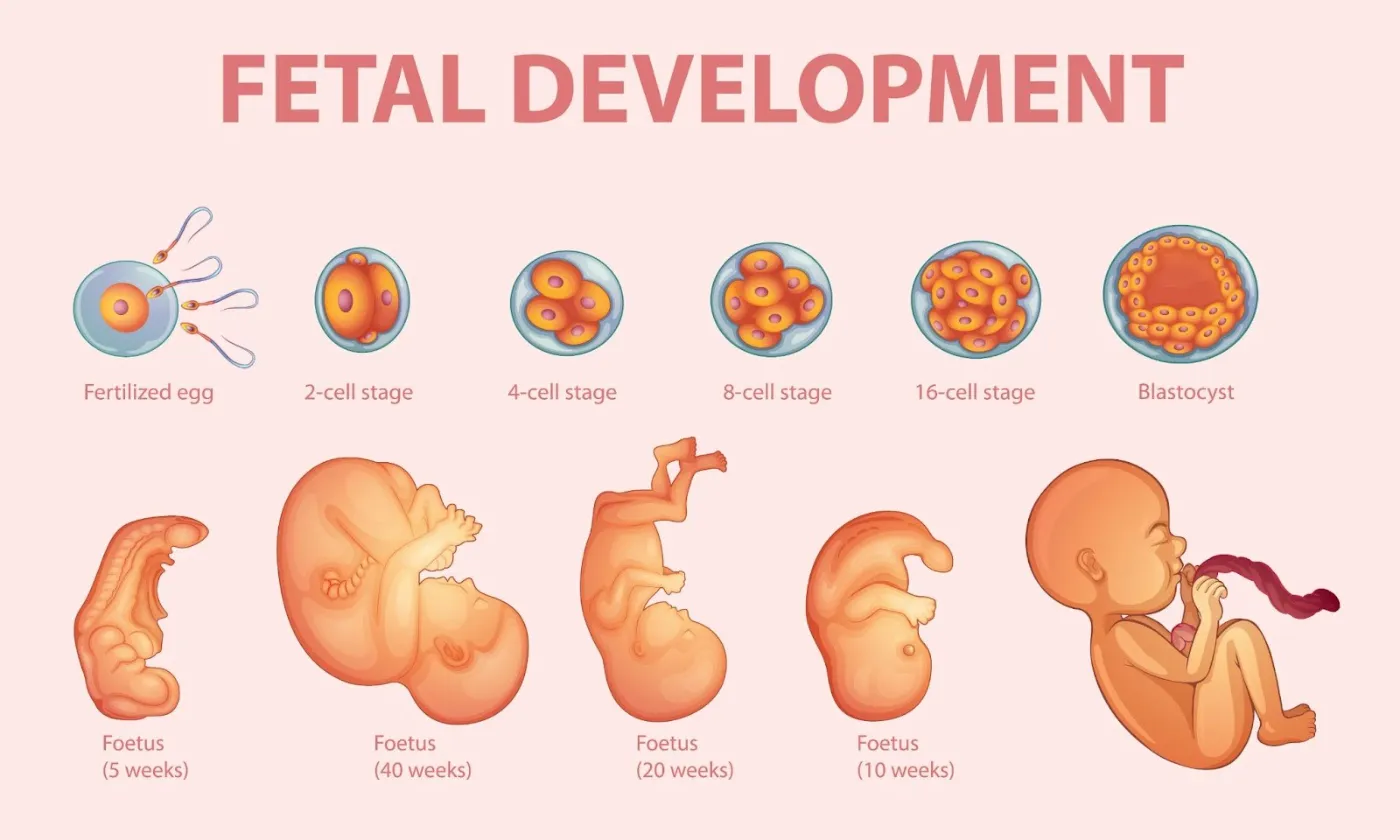 fetal development guide